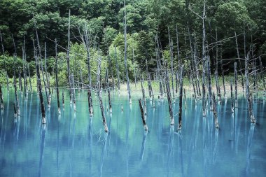 Ormandaki güzel göl
