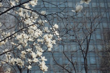Güzel botanik fotoğrafı, doğal duvar kağıdı.