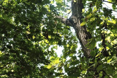 Ormandaki ağaç dalları