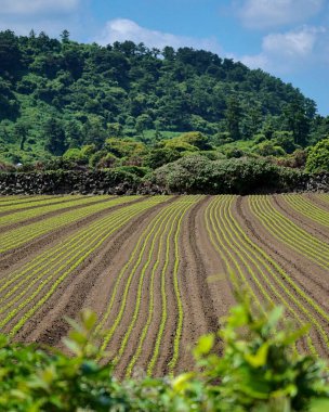 Yeşil bir tarlası ve küçük bir çiftliği olan bir arazi.