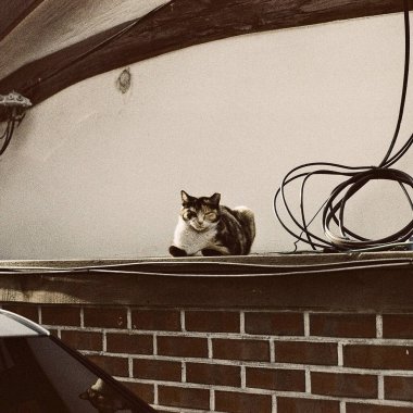 Kedi yerde oturuyor.