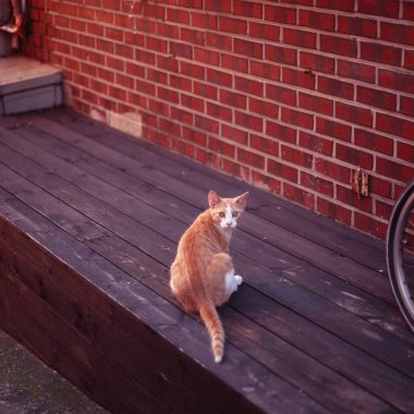 Kırmızı kedi bankta oturuyor.