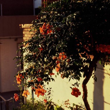 Bahçedeki güzel çiçekler