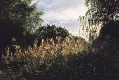 Ağaçlar ve otlarla dolu güzel sonbahar manzarası