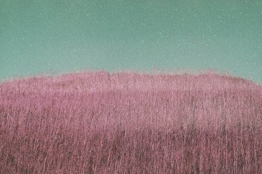 Pembe arkaplan ve güzel bir çiçek.