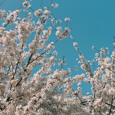 Güzel kiraz çiçekleri, bahar
