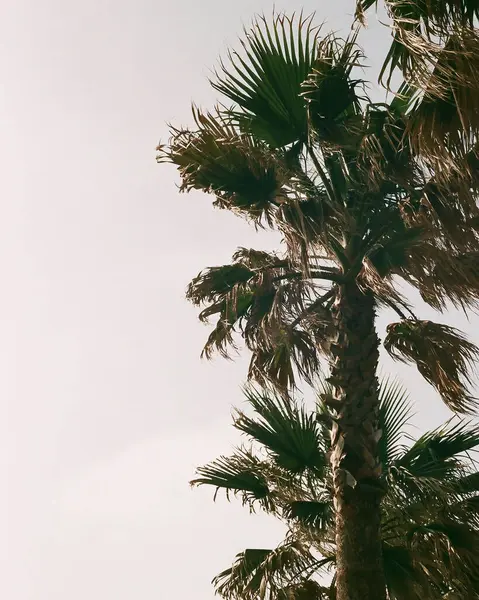 Bulutlu bir gökyüzünün arka planında parktaki palmiye yaprakları.