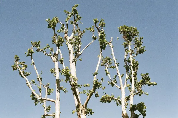 Ormanın güzel manzarası