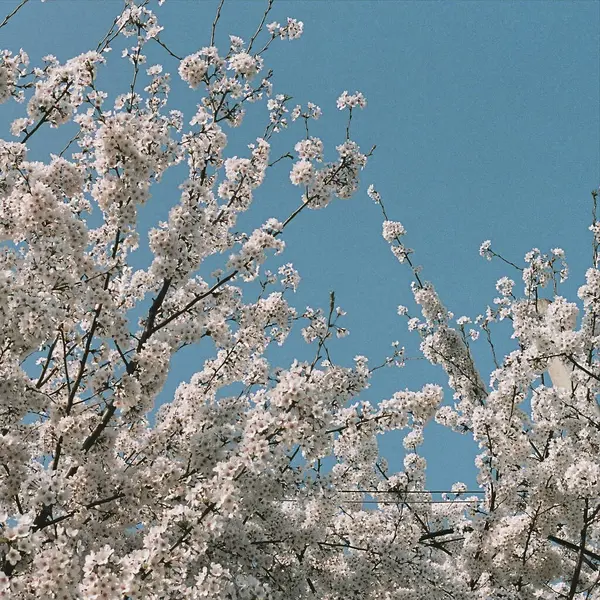Güzel kiraz çiçekleri, bahar