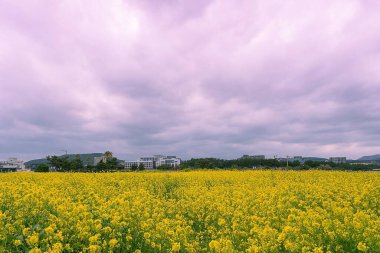 Tarladaki güzel çiçekler