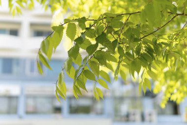 Parkın güzel manzarası