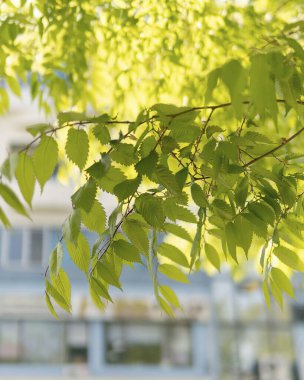 Ormanda yeşil yapraklar
