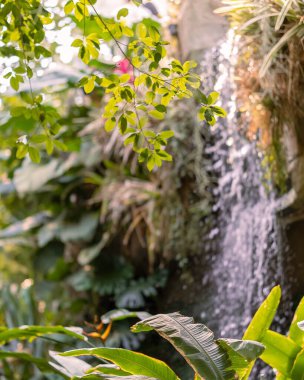 Yeşil yapraklı tropikal bahçede şelale