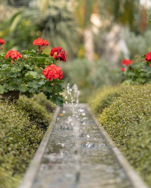 güzel yeşil bitkiler ile bahçe