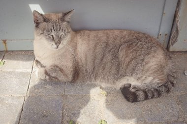 Tahta zeminde bir kedi.