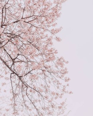 kiraz ağacı dalları ile pembe çiçekler