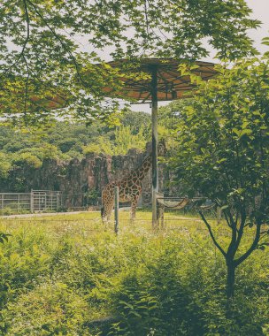Hayvanat bahçesindeki zürafa. Hayvanat bahçesindeki hayvan.