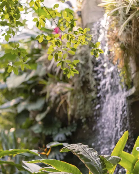 Yeşil yapraklı tropikal bahçede şelale