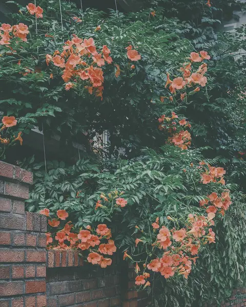 Bahçedeki güzel çiçekler