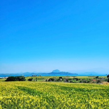 Buğday tarlası ve mavi gökyüzü olan güzel bir manzara.