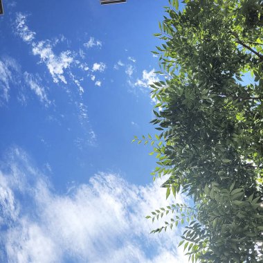 Ormanın güzel manzarası