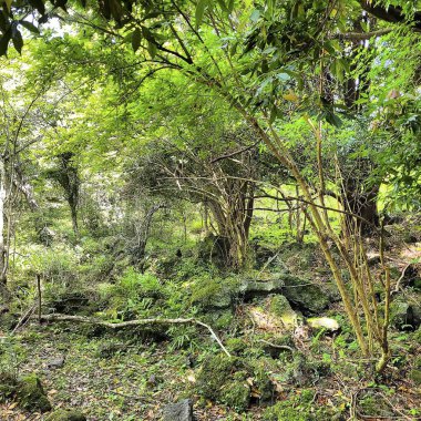 Parktaki güzel orman