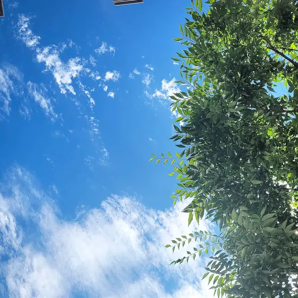 Ormanın güzel manzarası