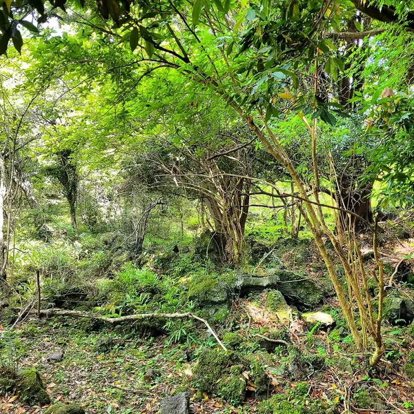 Parktaki güzel orman