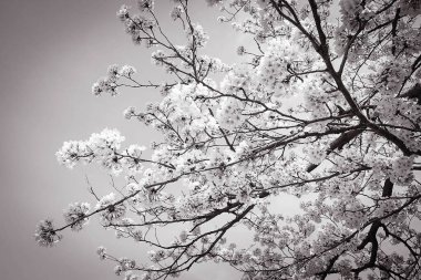 Güzel botanik fotoğrafı, doğal duvar kağıdı.