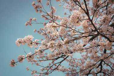 Güzel botanik fotoğrafı, doğal duvar kağıdı.