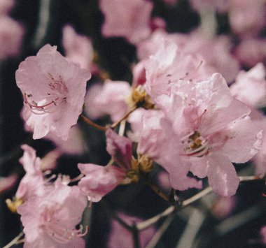 Bahçedeki pembe çiçekler