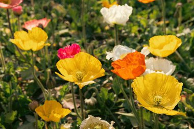 Bahçedeki güzel çiçekler