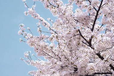 Kiraz ağacı çiçekleri, bahar çiçekleri