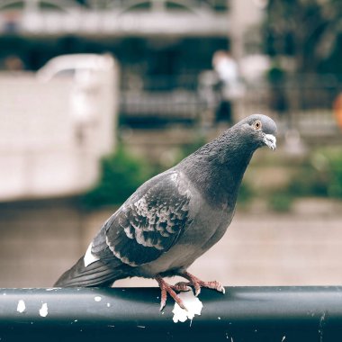Sokaktaki güvercin kuşu
