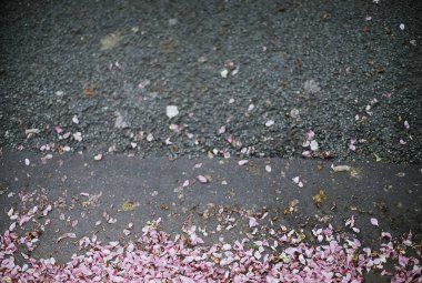 Japonya 'da kiraz çiçeği