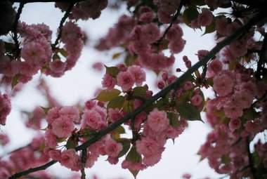 Bahçedeki güzel çiçekler