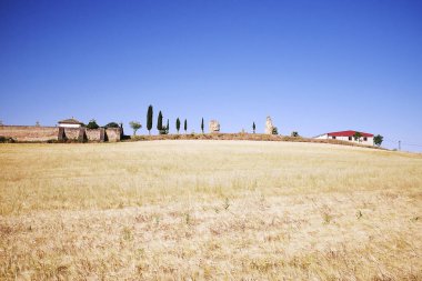 Arka planda mavi gökyüzü olan güzel yeşil bir alanın dikey görüntüsü.