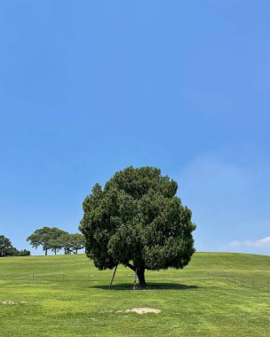 Kırsaldaki çayırda yalnız bir ağaç.