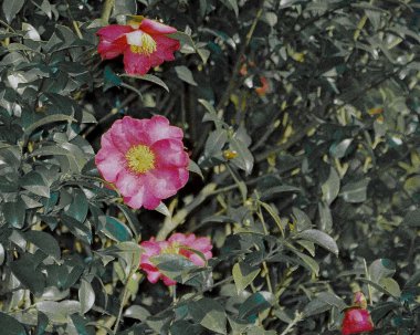 Güzel botanik fotoğrafı, doğal duvar kağıdı.