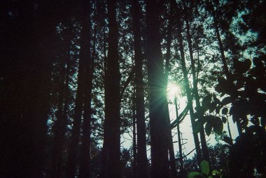 Sabah ormanın güzel manzarası