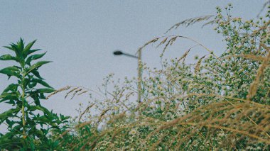 Ormanın güzel manzarası