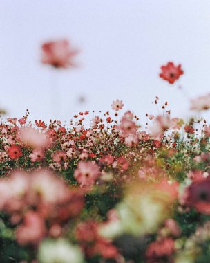 Bahçedeki güzel çiçekler