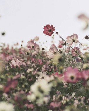 Bahçedeki güzel çiçekler