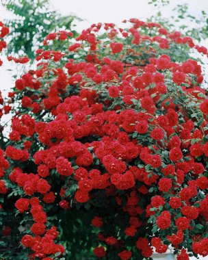 Bahçede güzel kırmızı güller