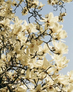 Bahçedeki güzel çiçekler