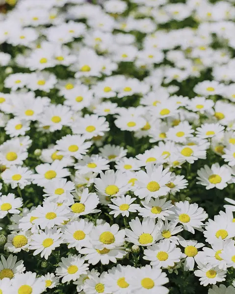 Bahçedeki güzel papatya