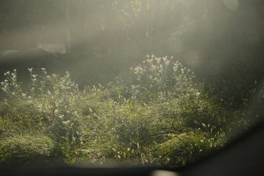 Ormanın güzel manzarası