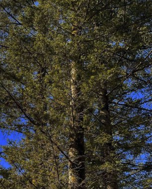 çam ağacı dalları mavi gökyüzü arkaplanına karşı