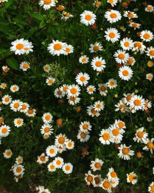 Bahçedeki güzel çiçekler