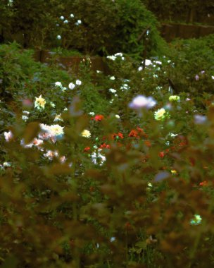 Bahçedeki güzel çiçekler